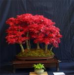 SBA-National Bonsai Exhibition 2014 (26).jpg